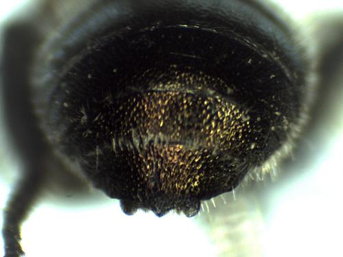 Osmia sp.